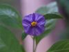 Flor_2.jpg