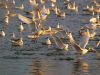 Filename=Gaviotas_web.jpg
Filesize=421KB
Dimensions=800x600
Date added=Jun 29, 2007 Gaviotas_web.jpg