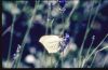 Filename=Imagen67.png
Filesize=717KB
Dimensions=773x510
Date added=Jun 29, 2007 Imagen67.png