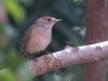 Filename=Pajaro.jpg
Filesize=549KB
Dimensions=800x600
Date added=Apr 12, 2009 Pajaro.jpg
