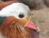 Filename=pato.jpg
Filesize=98KB
Dimensions=800x624
Date added=Jun 29, 2008 pato.jpg