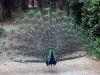 Filename=pavo_real.jpg
Filesize=149KB
Dimensions=800x600
Date added=Jun 29, 2008 pavo_real.jpg